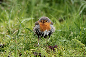 Rödhake, Erithacus rubecula